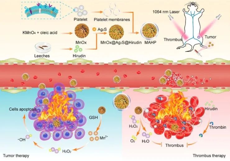 水蛭素、仿生納米、華農(nóng)研究