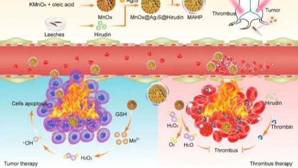 華農(nóng)最新研究：通過仿生納米遞送天然水蛭素，實(shí)現(xiàn)了無創(chuàng)溶栓和有效抗凝