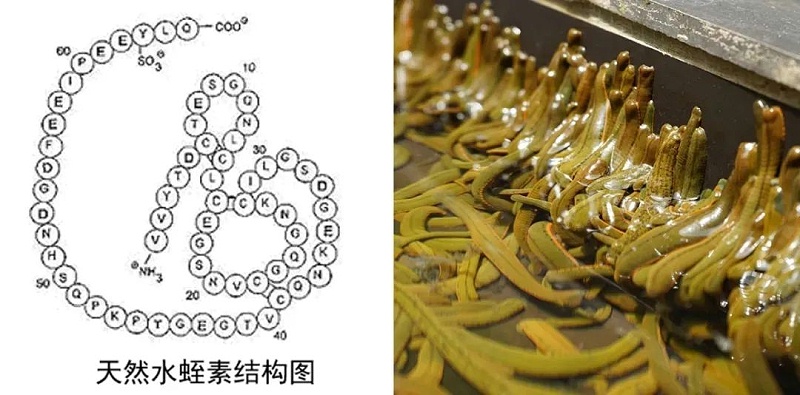 水蛭素、仿生納米、華農(nóng)研究