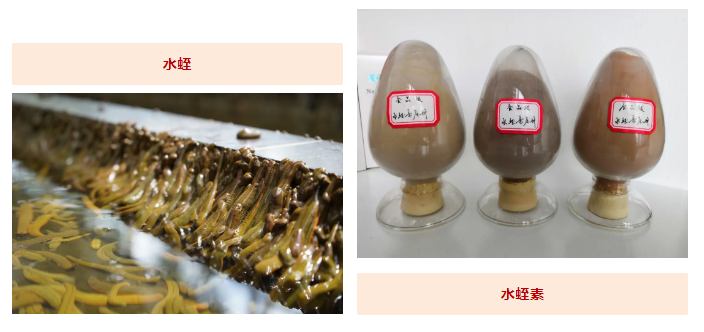 水蛭素、蛋白質(zhì)攝入、提高免疫力