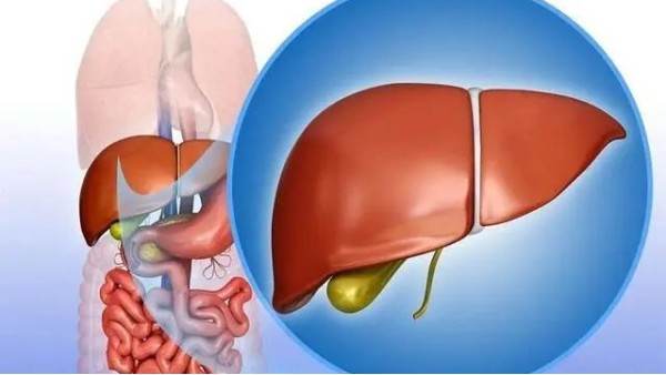 水蛭及水蛭素可緩解肝內(nèi)膽汁淤積 減輕肝臟組織損傷