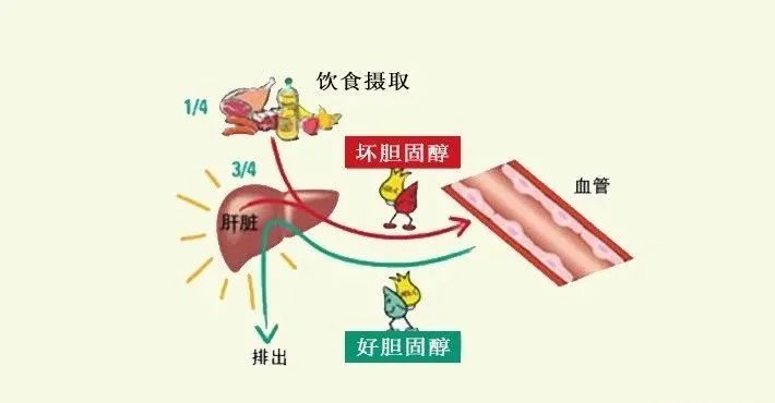 水蛭素、膽固醇、壯醫(yī)水蛭療法培訓(xùn)