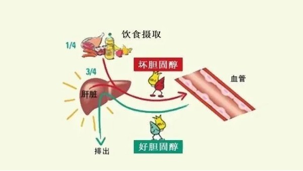 “壞膽固醇”越低越好？超過(guò)這個(gè)數(shù)小心影響大腦