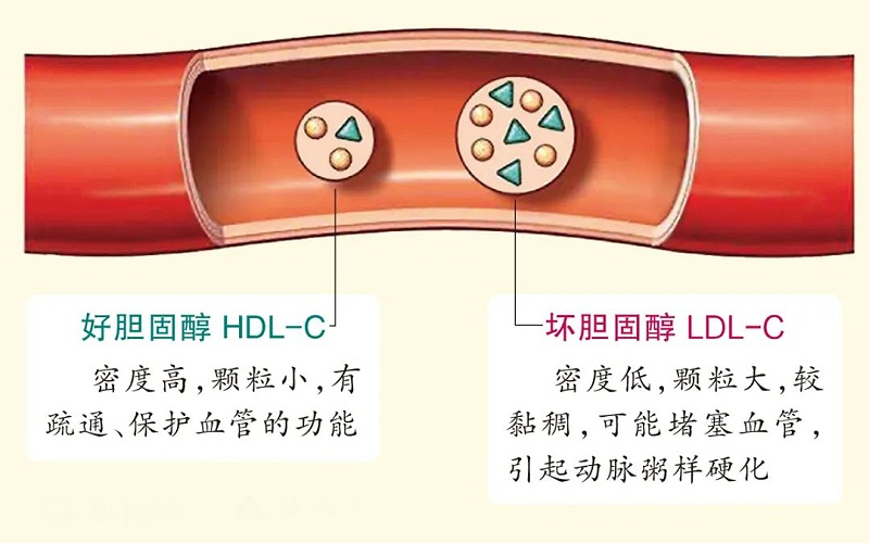 水蛭素、膽固醇、壯醫(yī)水蛭療法培訓(xùn)