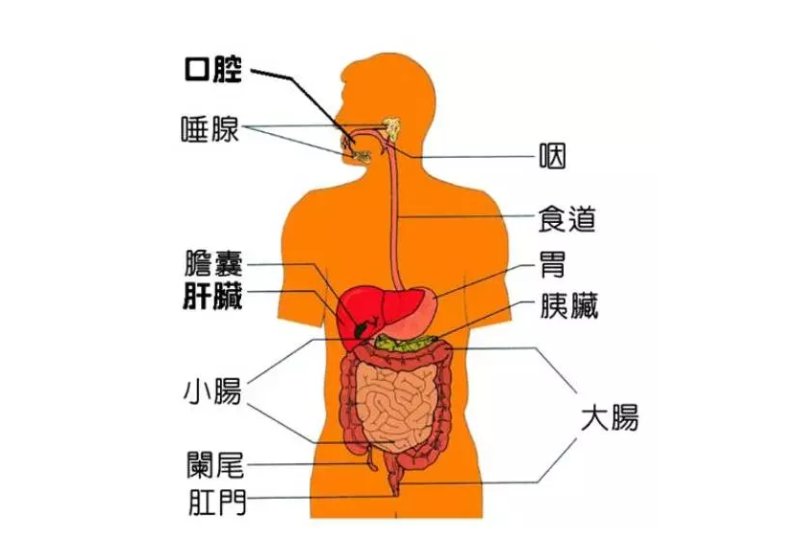 微循環(huán)是微動脈與微靜脈之間毛細血管中的血液循環(huán)，是循環(huán)系統(tǒng)中最基層的結構和功能單位。它包括微動脈、微靜脈、毛細淋巴管和組織管道內(nèi)的體液循環(huán)。人體每個器官，每個組織細胞均要由微循環(huán)提供氧氣、養(yǎng)料，傳遞能量，交流信息，排出二氧化碳及代謝廢物。