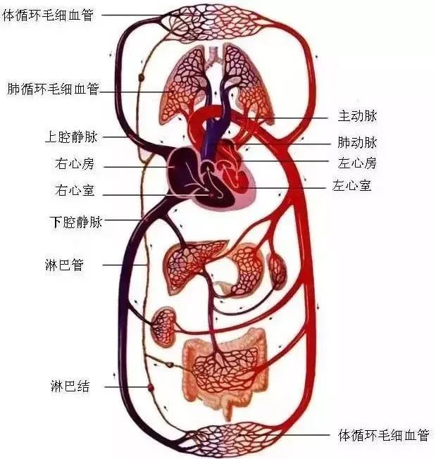 水蛭素、微循環(huán)、轉(zhuǎn)氨酶、消化不良