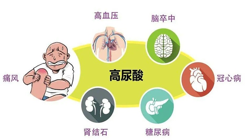 水蛭素、高尿酸、痛風(fēng)